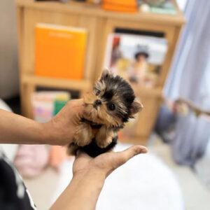 Bella is a Female 10 Weeks Old Teacup Yorkie Puppy