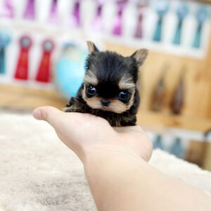 Chloe is a Female 10 Weeks Old Teacup Yorkie Puppy