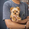 teacup yorkies for sale​