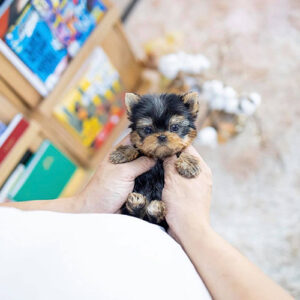 Mona is a Female 10 Weeks Old Teacup Yorkie Puppy