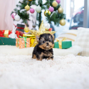 Oliver is a Male 10 Weeks Old Teacup Yorkie Puppy