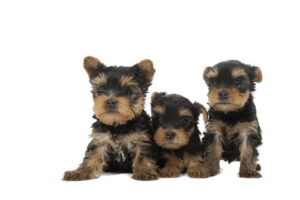 Teacup Puppies for Sale in Texas