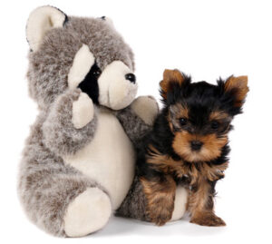 teacup yorkies