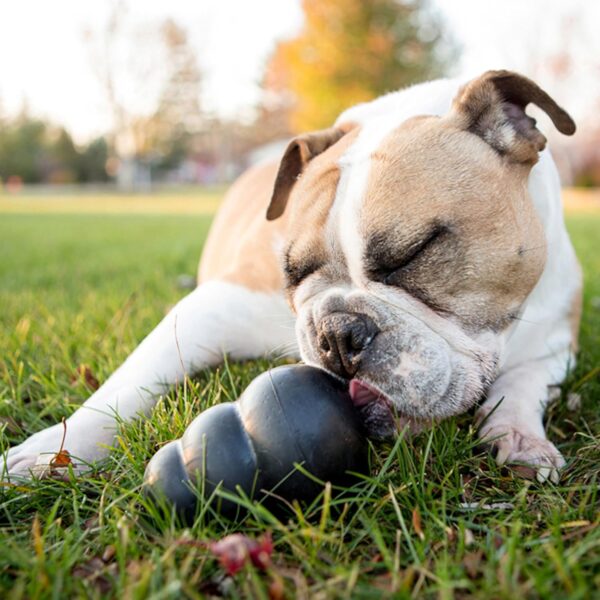 KONG Extreme Dog Toy - Fetch & Chew Toy - Treat-Filling Capabilities & Erratic Bounce for Extended Play Time Most Durable Natural Rubber Material - for Power Chewers - for Large Dogs - Image 4