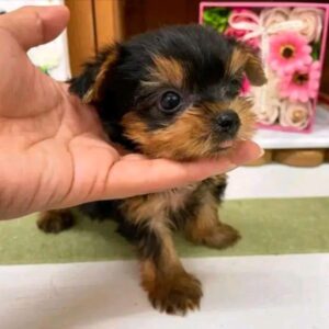 YORKIE PUPPY FOR ADOPTION