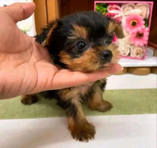 YORKIE PUPPY FOR ADOPTION