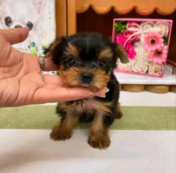 YORKIE PUPPY FOR ADOPTION - Image 2