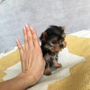 LUNA IS A FEMALE 8 WEEKS OLD YORKIE PUPPY