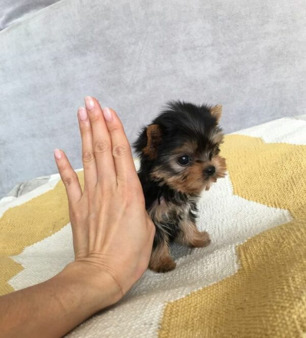 LUNA IS A FEMALE 8 WEEKS OLD YORKIE PUPPY