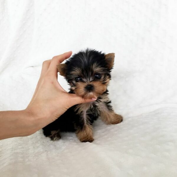 LUNA IS A FEMALE 8 WEEKS OLD YORKIE PUPPY - Image 2