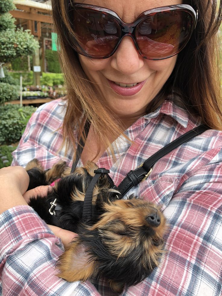Happy Yorkie Client 2